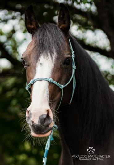 Preview: ***Sonderedition Mermaid*** - Knotenhalfter Set - "4/Kn Signal - Knotenhalfter mit 4 Knoten" & 4,20 m Lead-Rope