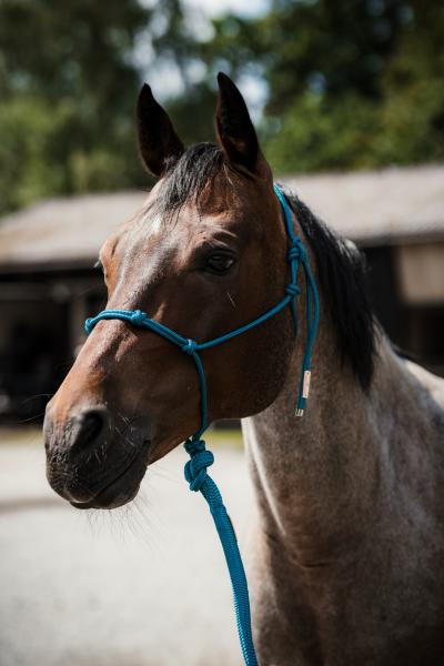 4/Knotenhalfter / Lead-Rope Set - Petrol
